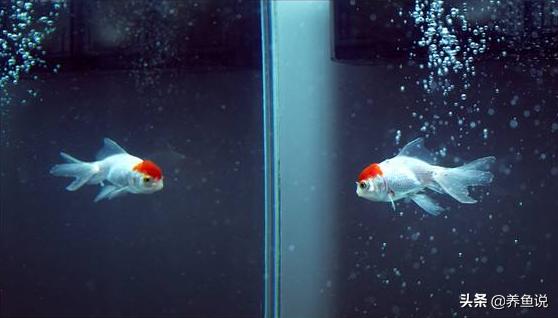 鱼缸水面泡泡散不掉怎么回事,鱼缸水面全是泡泡怎么处理