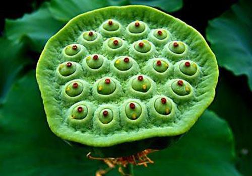 煮莲子的小妙招,莲子怎么煮不烂又好吃