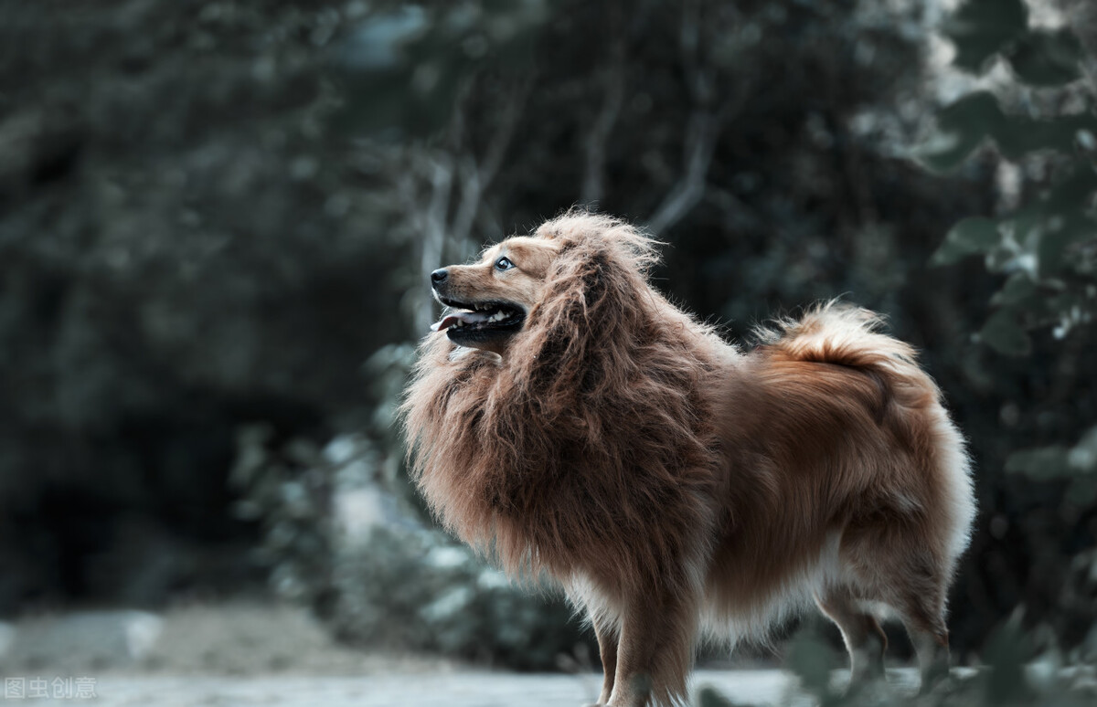 中华田园犬的优缺点及性格,中华田园犬幼犬有人歧视吗