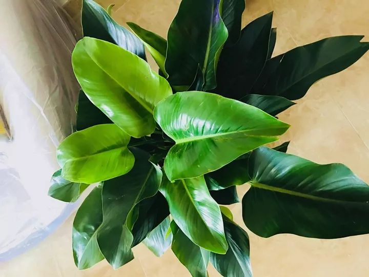 10种好养的花草,这些绿植养在家里高级又实用