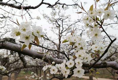 宁陵万亩梨园梨花节几号结束,宁陵梨花节是什么时间举行的