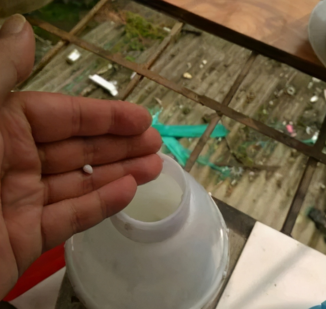 农村绿萝泛滥成灾,绿萝怎么防止烂根