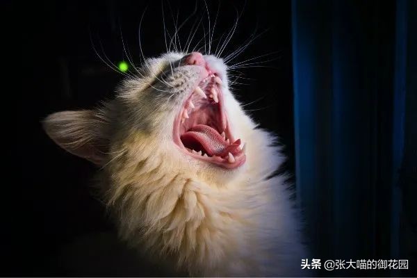 猫咪总喜欢咬自己的毛,猫咪总喜欢咬主人