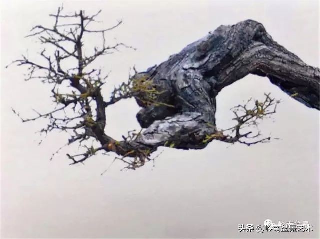 杂木盆景也毫不逊色,杂木盆景值钱吗