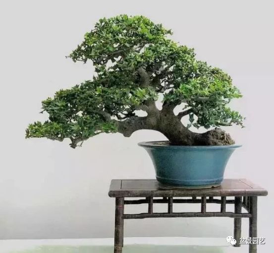 48种绝世盆景,绝世惊艳之作