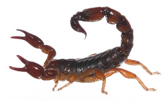 龟类的进化过程图片,龟鳖目动物外形特征