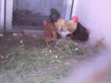 搞笑动图gif微信表情包2019,搞笑动图笑得肚子痛