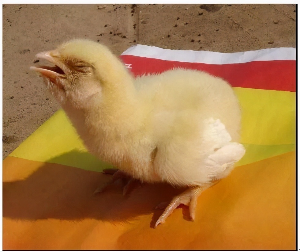 养鸡的几个小技巧经验老兽医总结,养鸡常见的病都有哪些