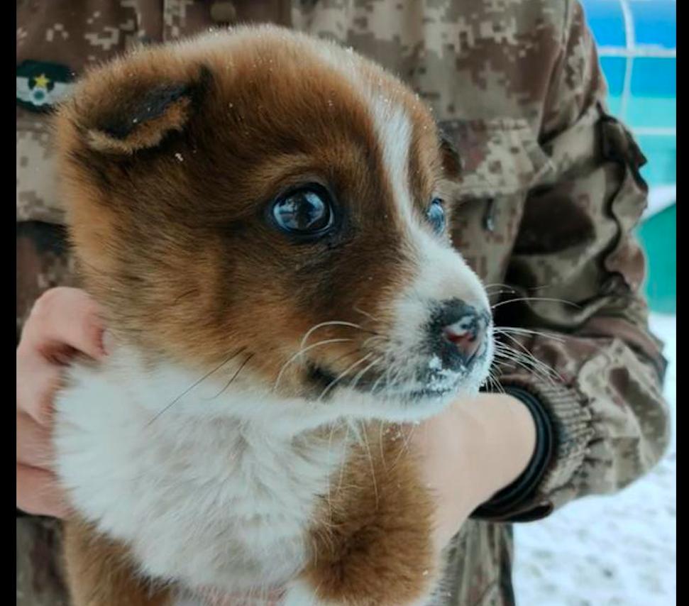 一只流浪狗被士兵救了电影,一只被救的小狗