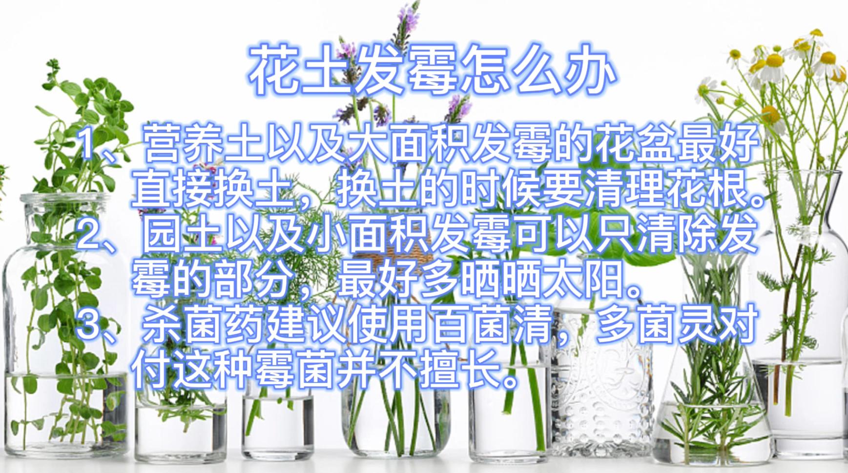 花土里长霉菌,花长霉菌了怎么办小妙招