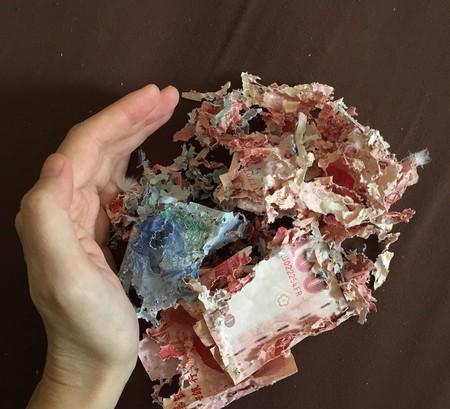 养鹦鹉每天花费时间,养鹦鹉需要花费多少时间陪它