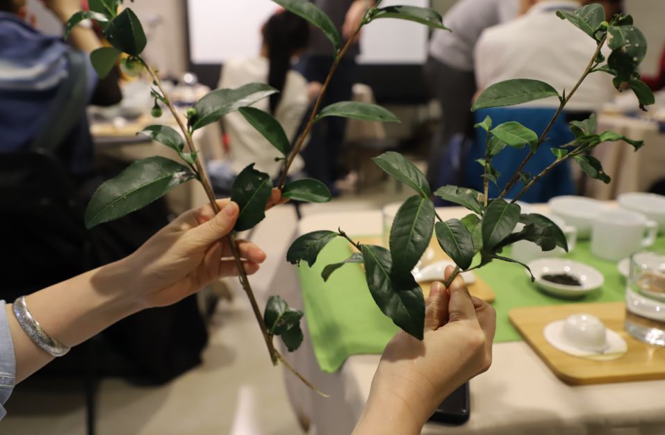 真正的台湾茶,最火的台湾茶