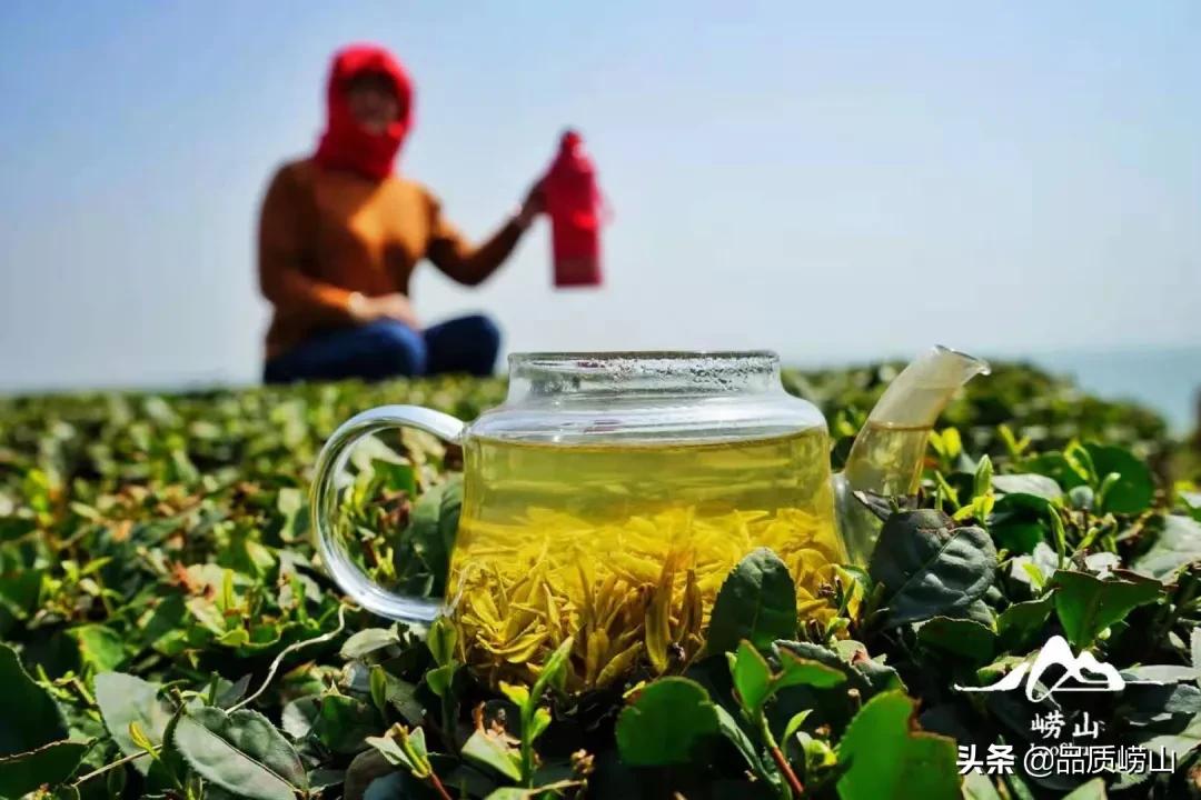 崂山茶特色,简单也许是最好的