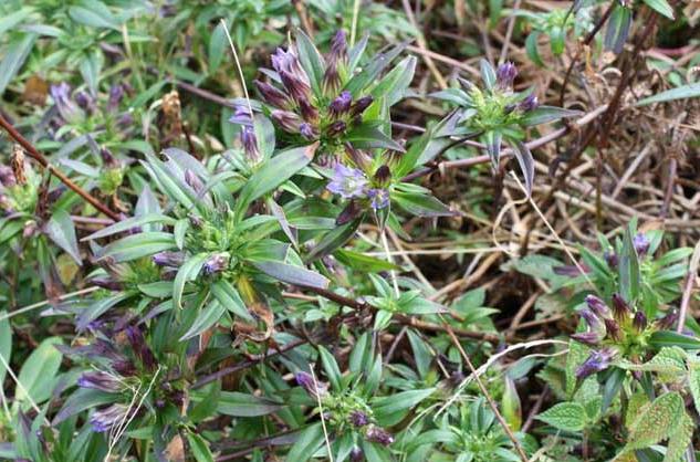 养鸡不生病的草药你知道吗？
