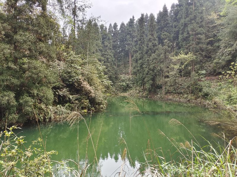 大型氧吧机,森林公园吸氧