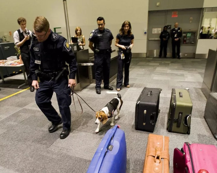 彭于晏因携带水果过海关被罚，加拿大海关也要开始严查行李了