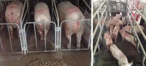 养母猪绝招母猪吃什么奶水多,养母猪的关键技术