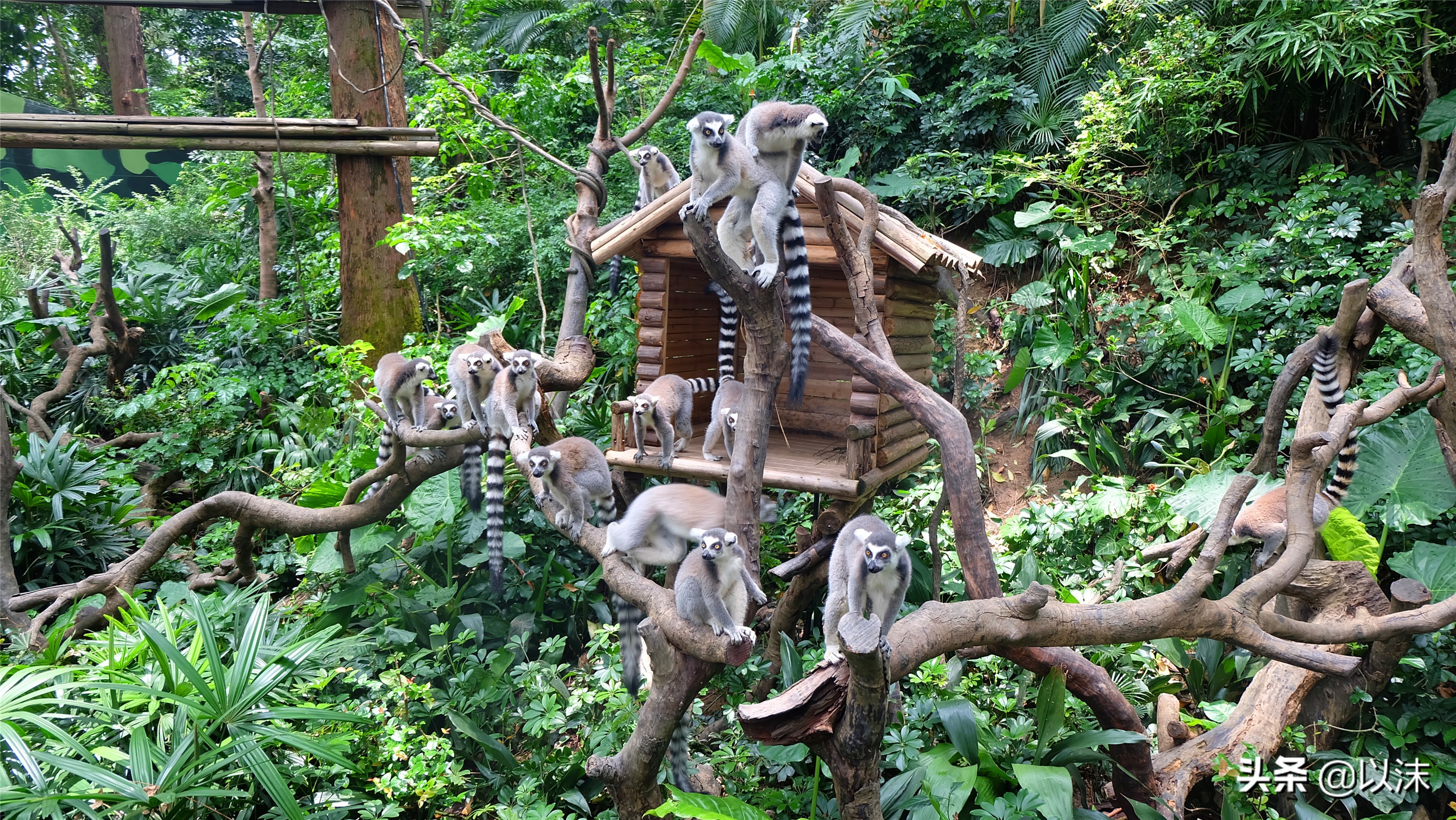 长隆野生动物世界游玩攻略,长隆野生动物世界带娃攻略