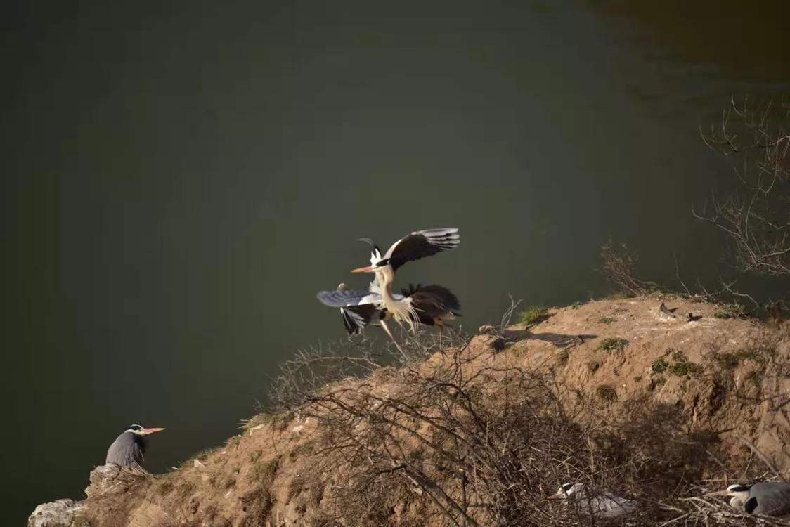 春暖桃花开的视频,春暖桃花开长视频