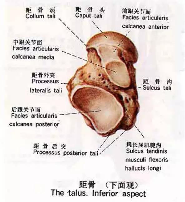 踝关节撞击症问诊,踝关节撞击综合征的x线表现