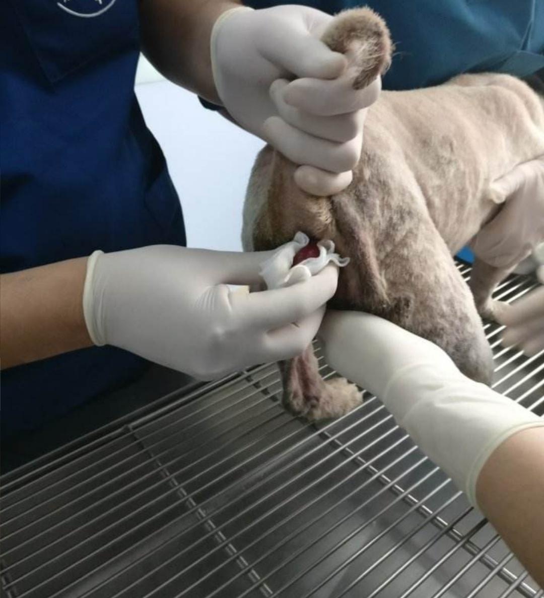 狗直肠脱出后宠物主人别慌，用这个办法处理后，带狗狗去医院治疗