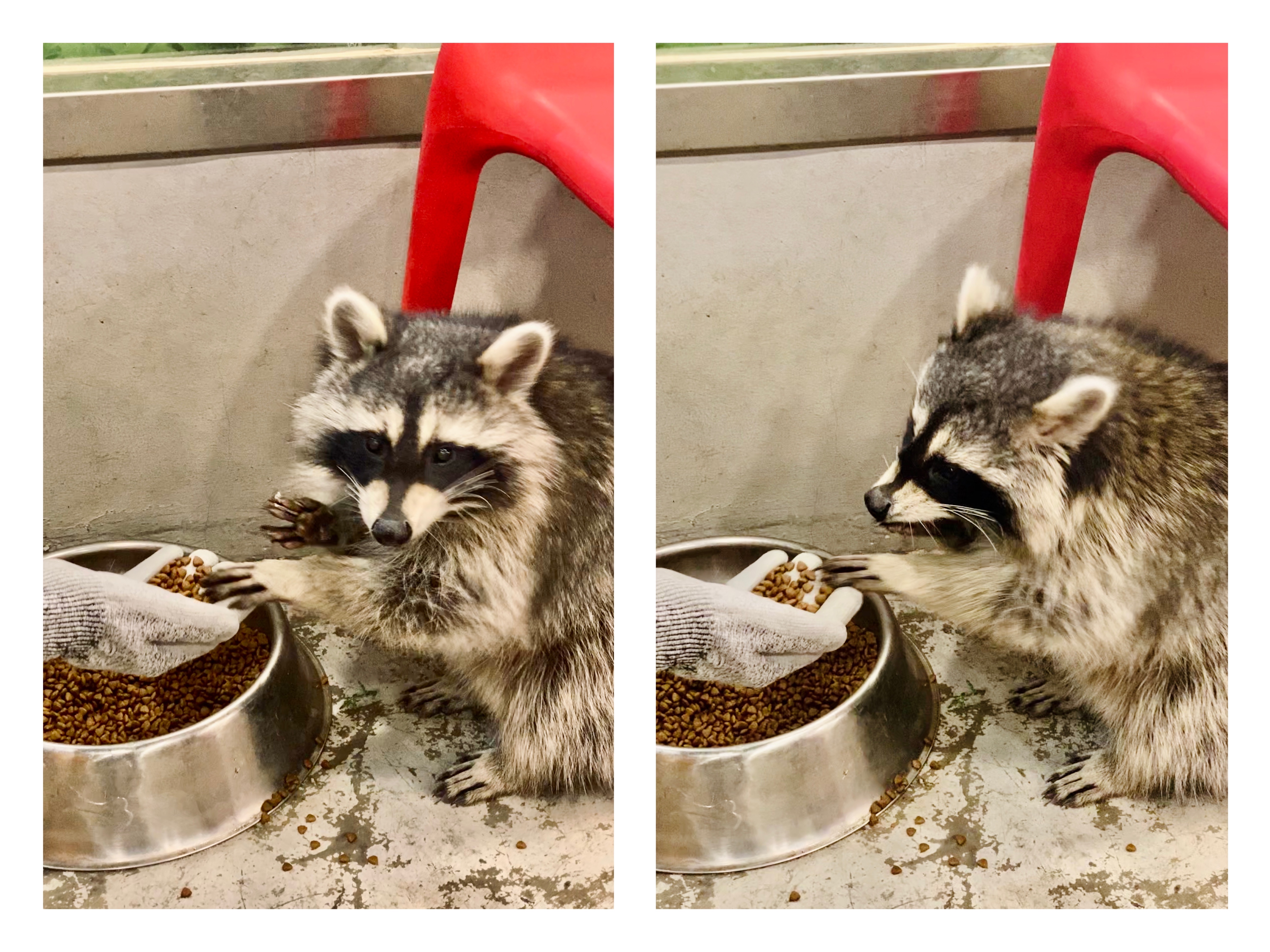 撸动物的网红店顺德,撸小动物的网红店北京世纪金源