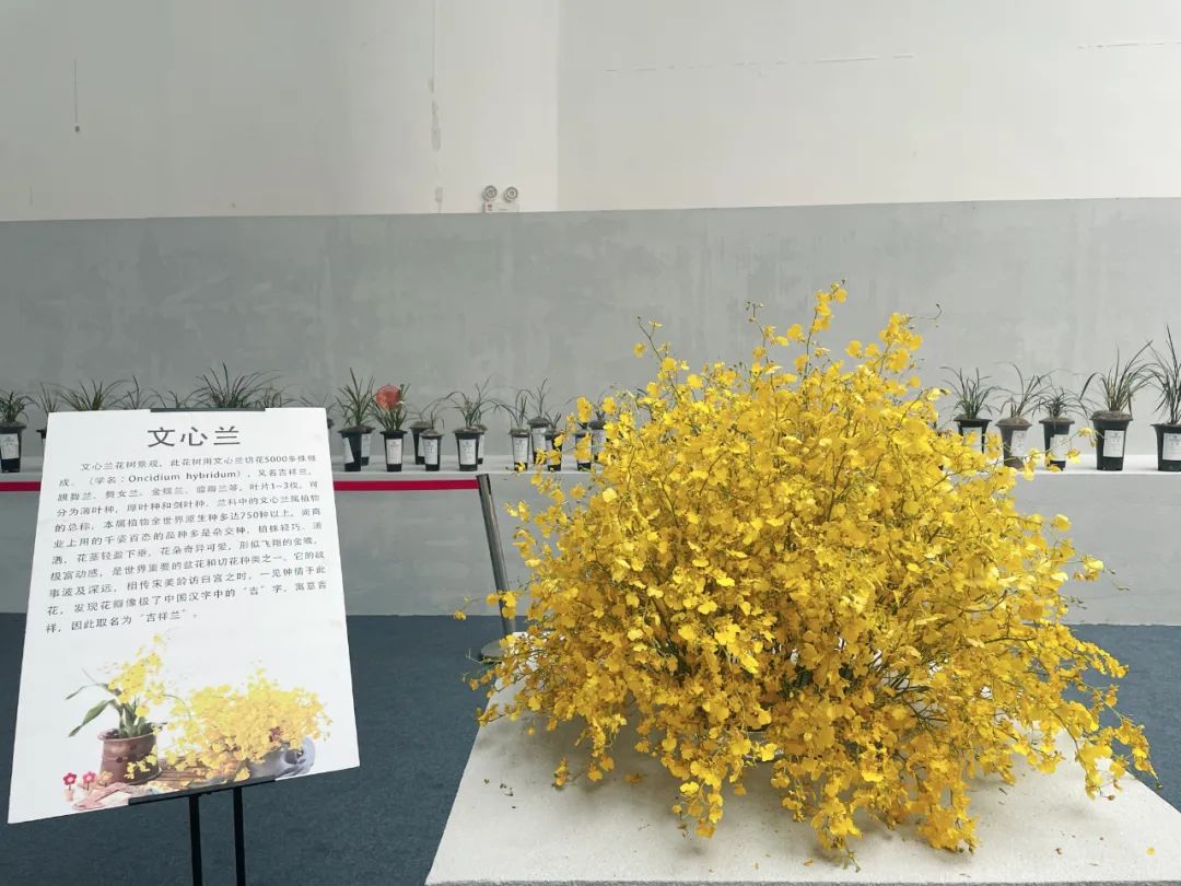 幽兰之风丨兰花种种风情这都有