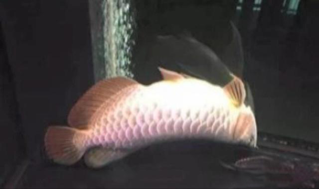 寄生虫容易导致龙鱼趴缸么,龙鱼寄生虫如何去除最有效