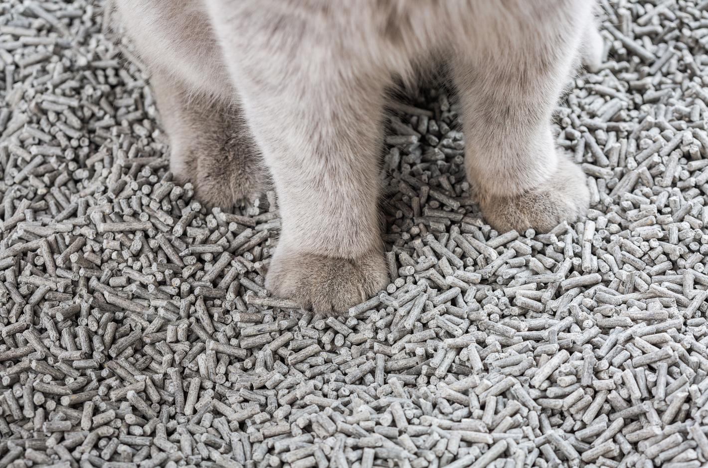 新手养猫怎么选便宜又好的猫砂,养猫基本常识猫砂推荐