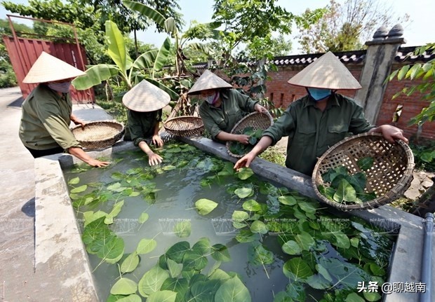 越南那些事,越南那些事完整版