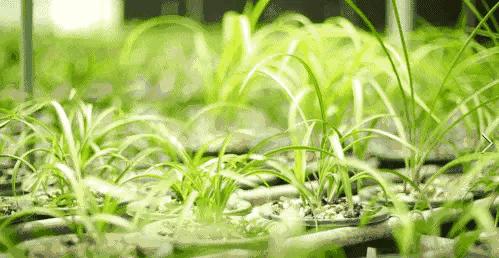 每日一品花卉,每日一品中国兰花春兰