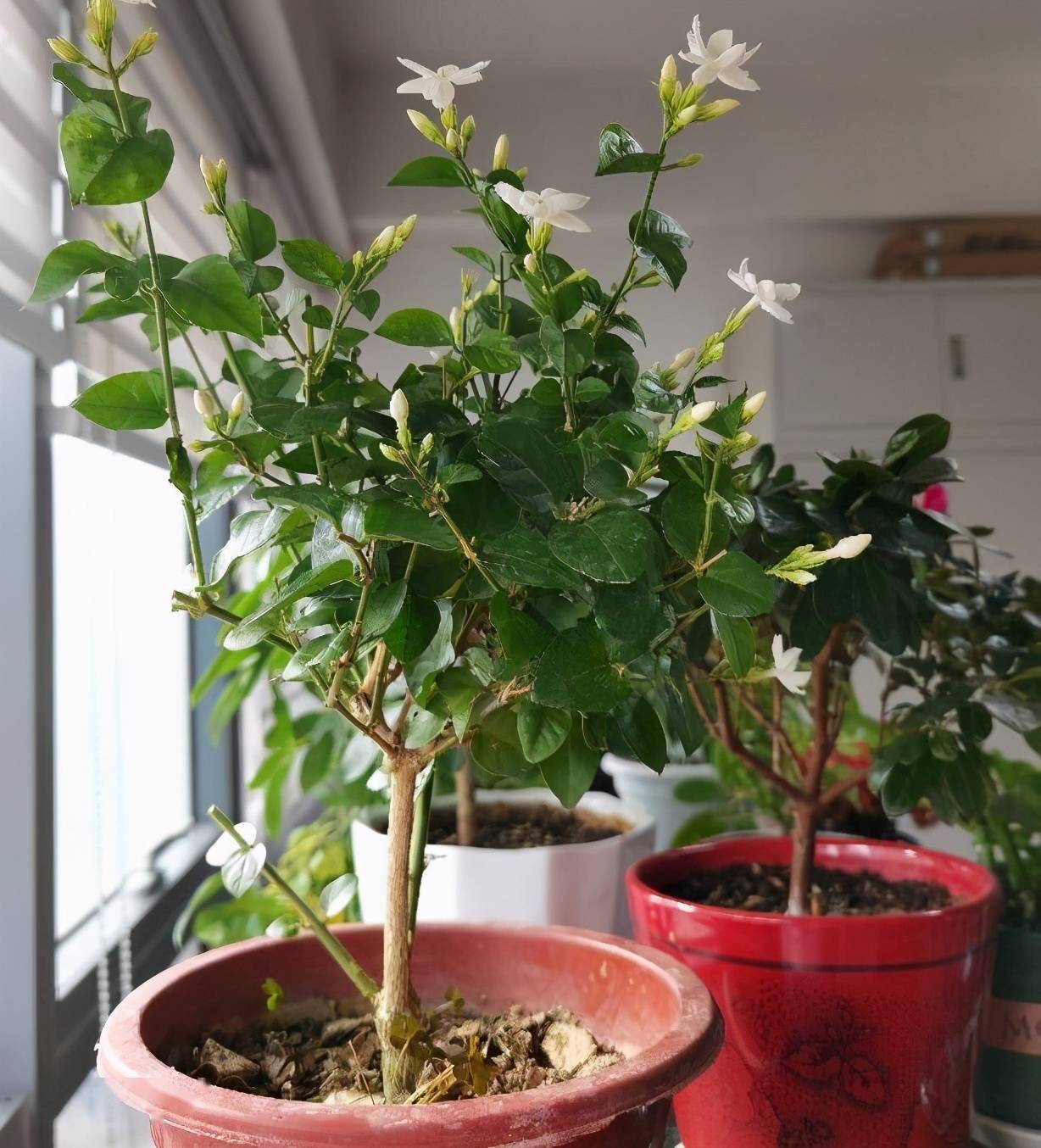 适合邻居养的十种花,养这7种花大人小孩都能养好