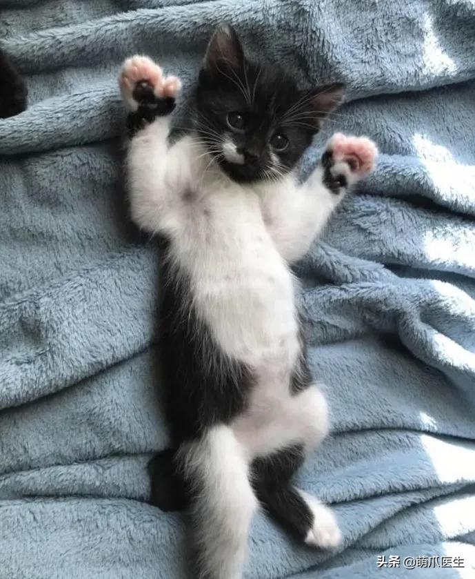 给猫剪指甲指甲劈开了有没有事了,给猫猫剪指甲失误