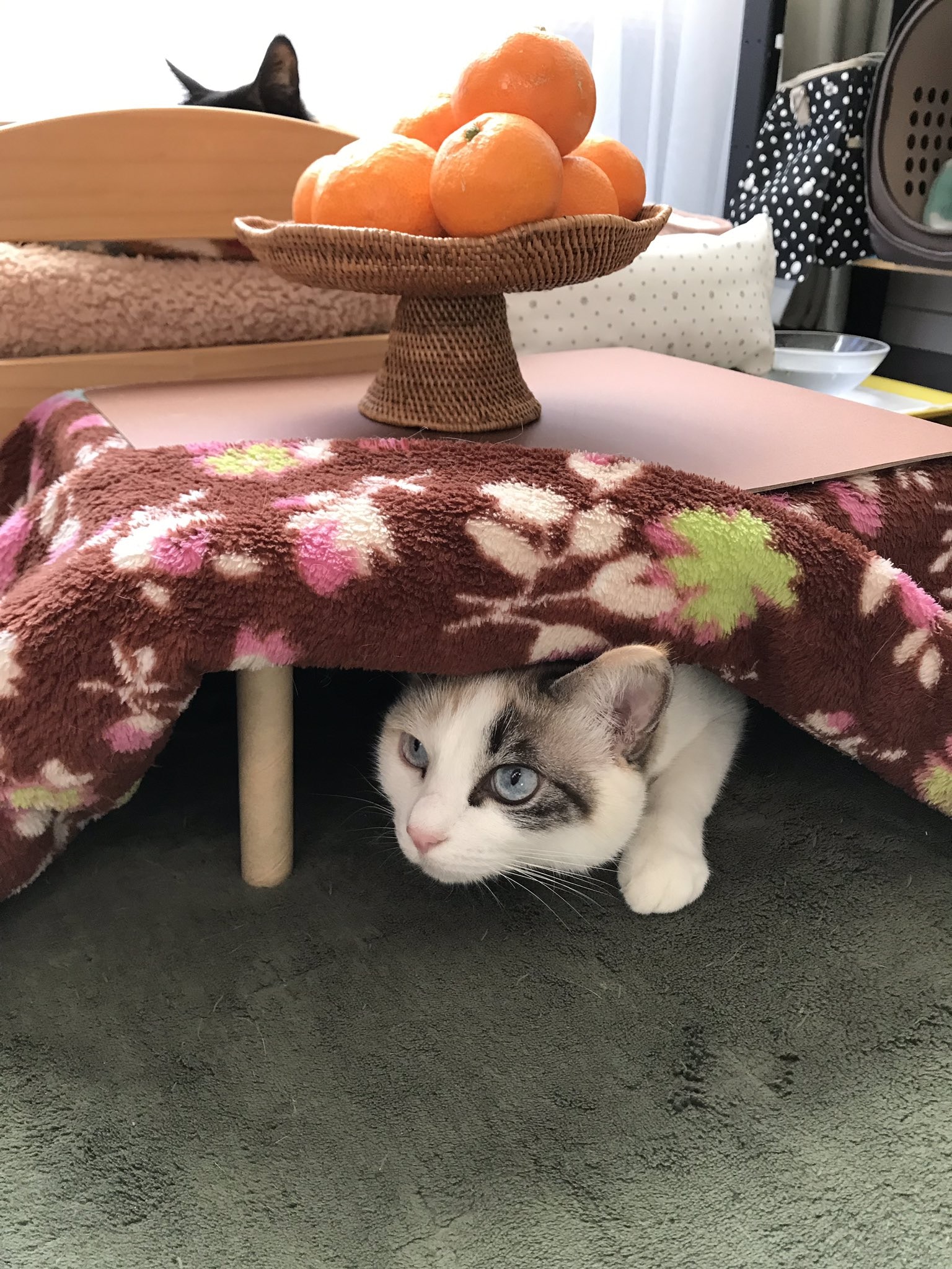 日本网店出奇招拉生意，橘子箱可变成猫用被炉，引得猫奴买箱还橘