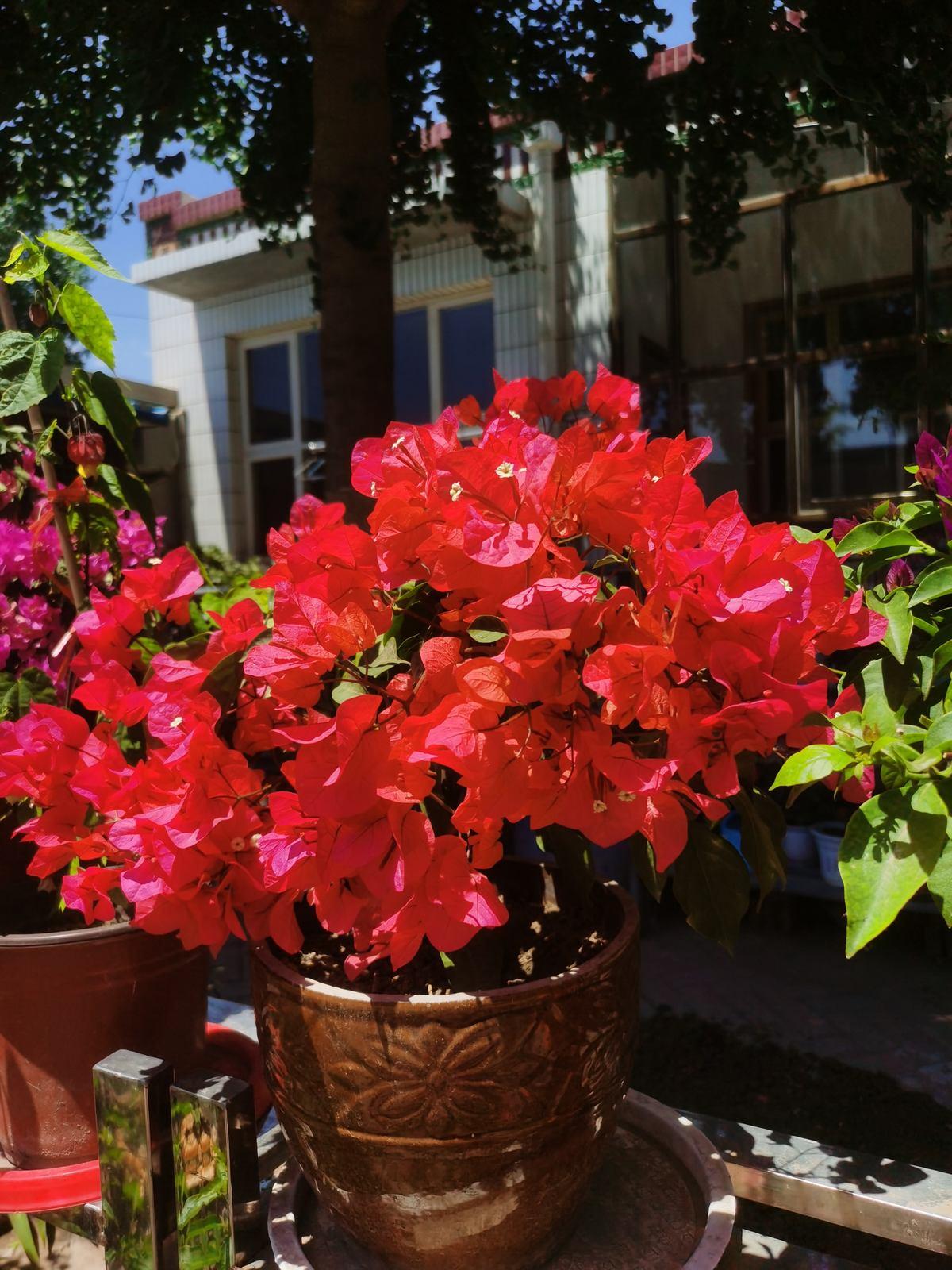 花期300天又很香好养的花适合北方,推荐几款耐寒一年四季开花的花