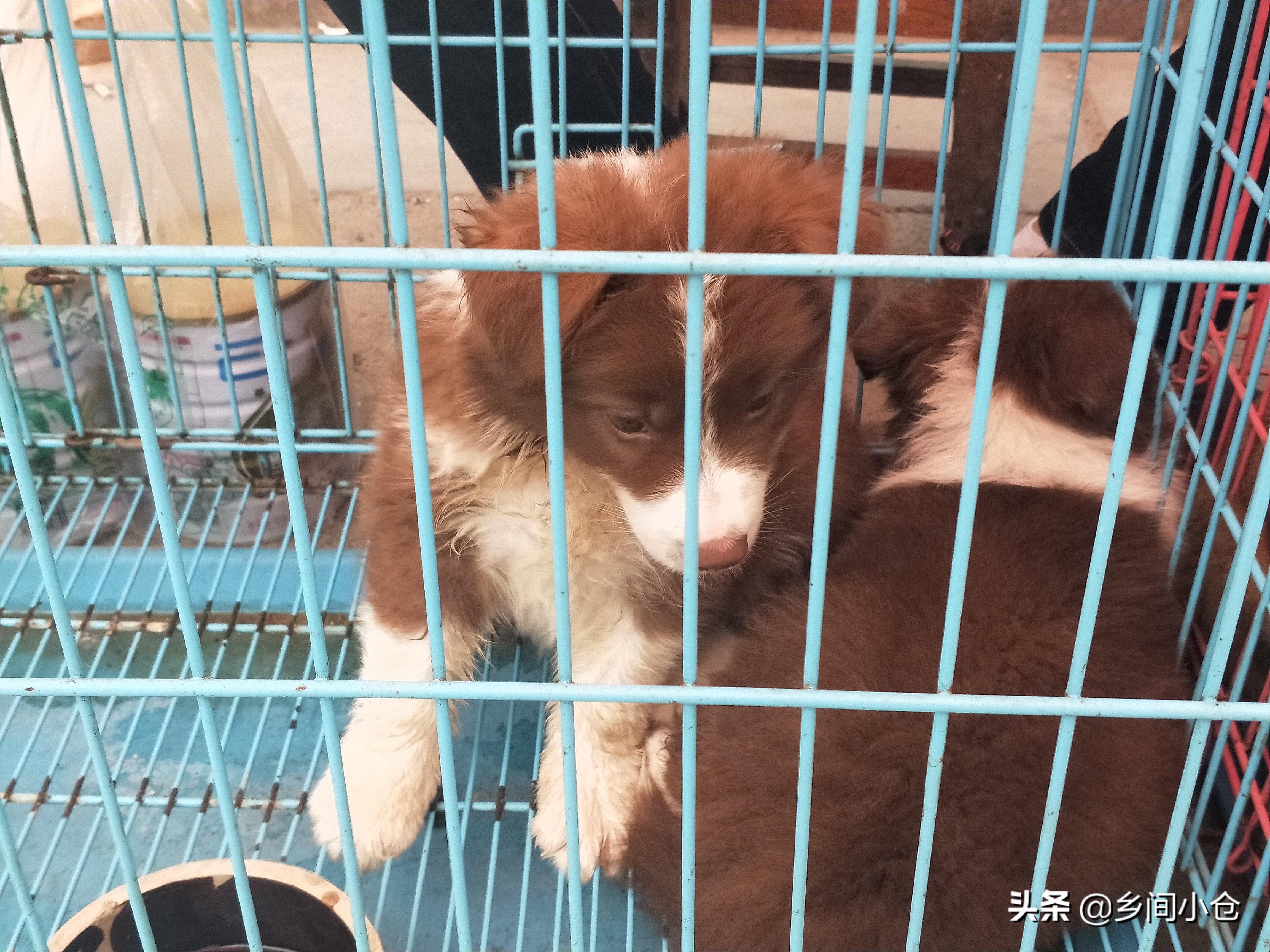 小妹子逛狗市遇到没见过的品种,大型狗市都有什么品种