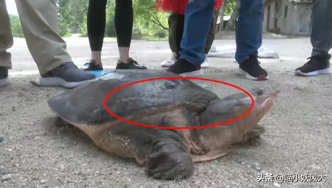 46斤百年巨鳖上岸被捉,百年巨鳖夜晚上岸被活捉