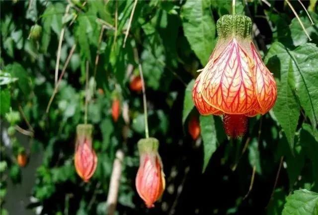 静是一种力量一种福气,西双版纳这边旅游