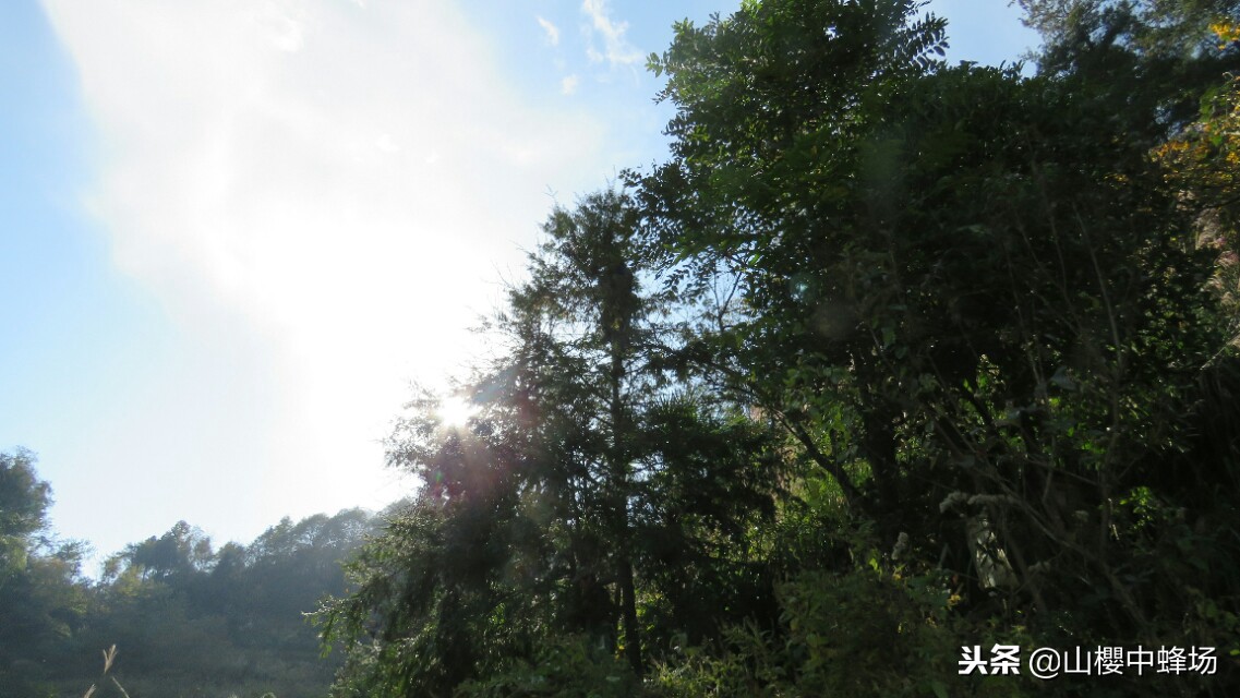 红豆杉果子几年成熟,红豆杉果实不红