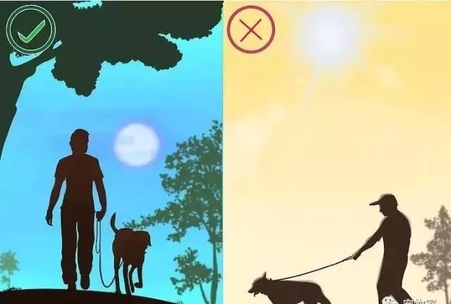 狗狗中暑后好几个小时站不起来,狗狗中暑症状和解救方法及其价格