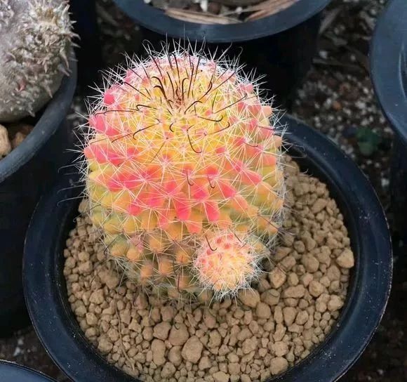 做花针的方法,学做花针