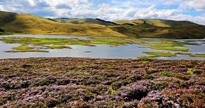 凉山州哪里可以赏花,西昌赏花攻略