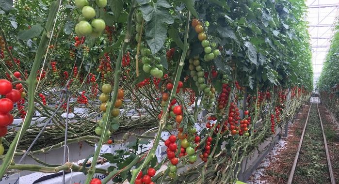 荷兰新开发出的农耕技术,能喂饱全世界96亿人吗?