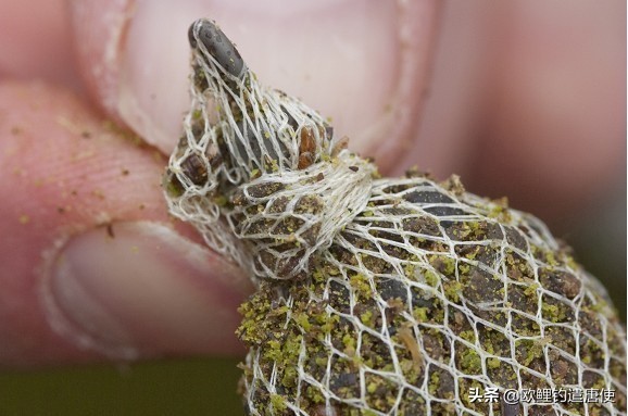 话说欧鲤钓组全集,欧鲤钓法pva