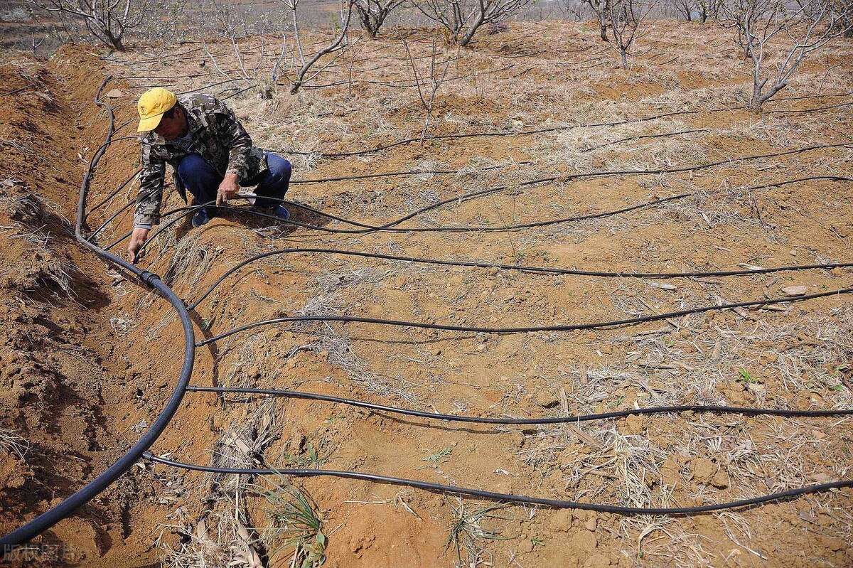 戈壁西瓜为何被禁止种植,戈壁西瓜为什么不能种