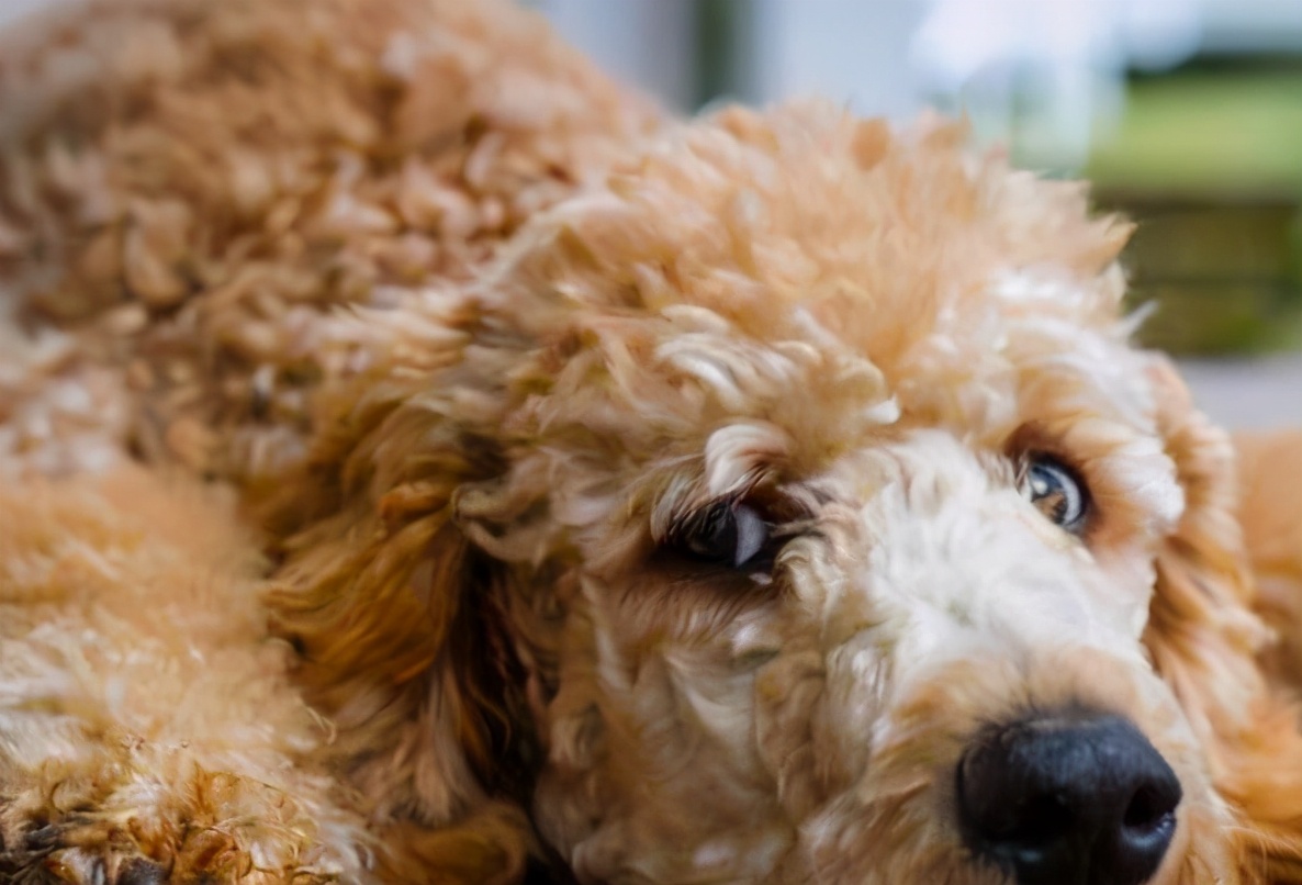 小泰迪犬的眼睛长白毛,泰迪犬长了白毛怎么回事