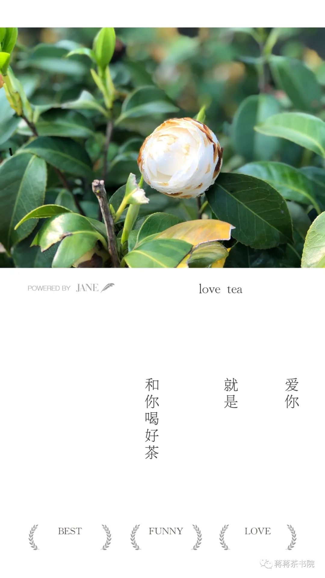 西湖龙井的文化故事,龙井问茶杭州西湖