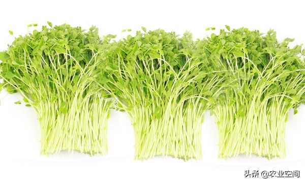 芽苗菜技术大全,怎么种出鲜嫩的芽苗菜