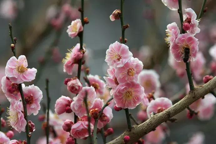 百花图谱大全100幅,工笔百花图谱100种