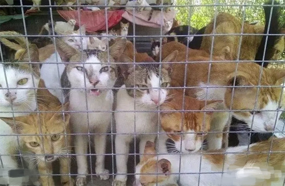 猫为什么不能吃太多肉,为什么中国人几乎什么都敢吃